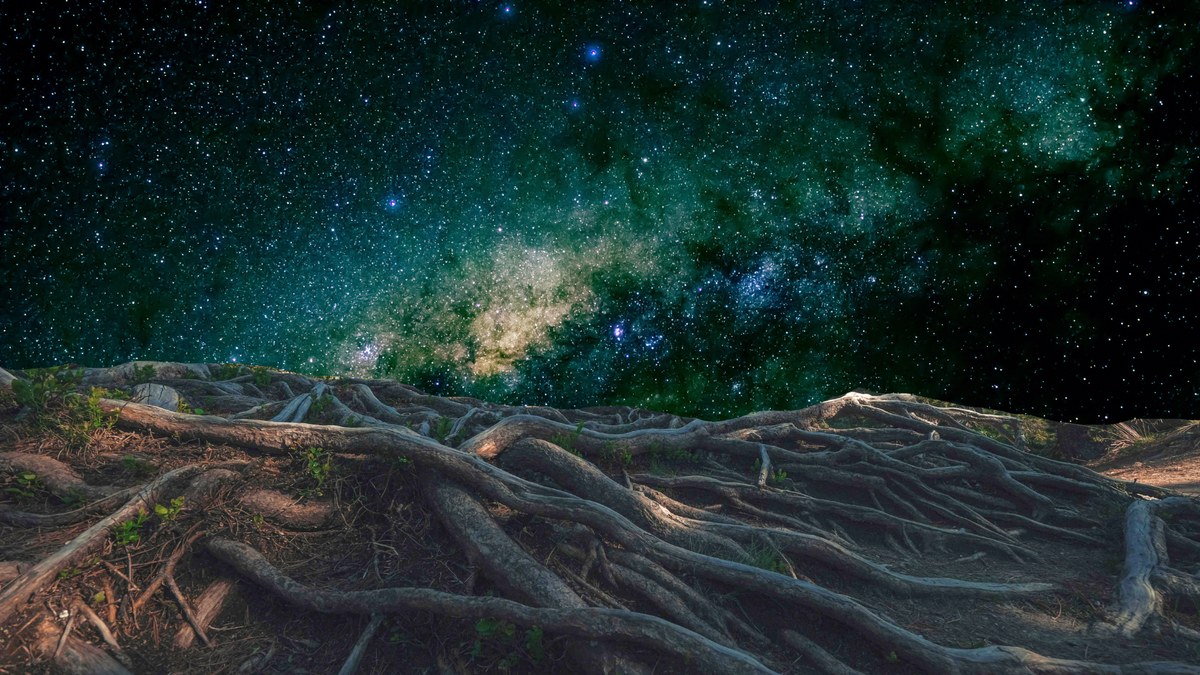Roots under a bright Milky Way night sky.